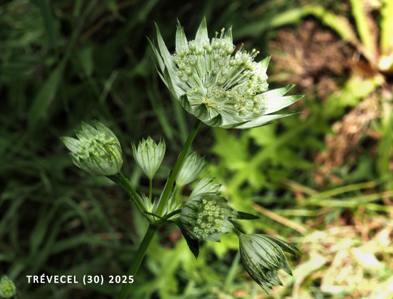 Astrantia